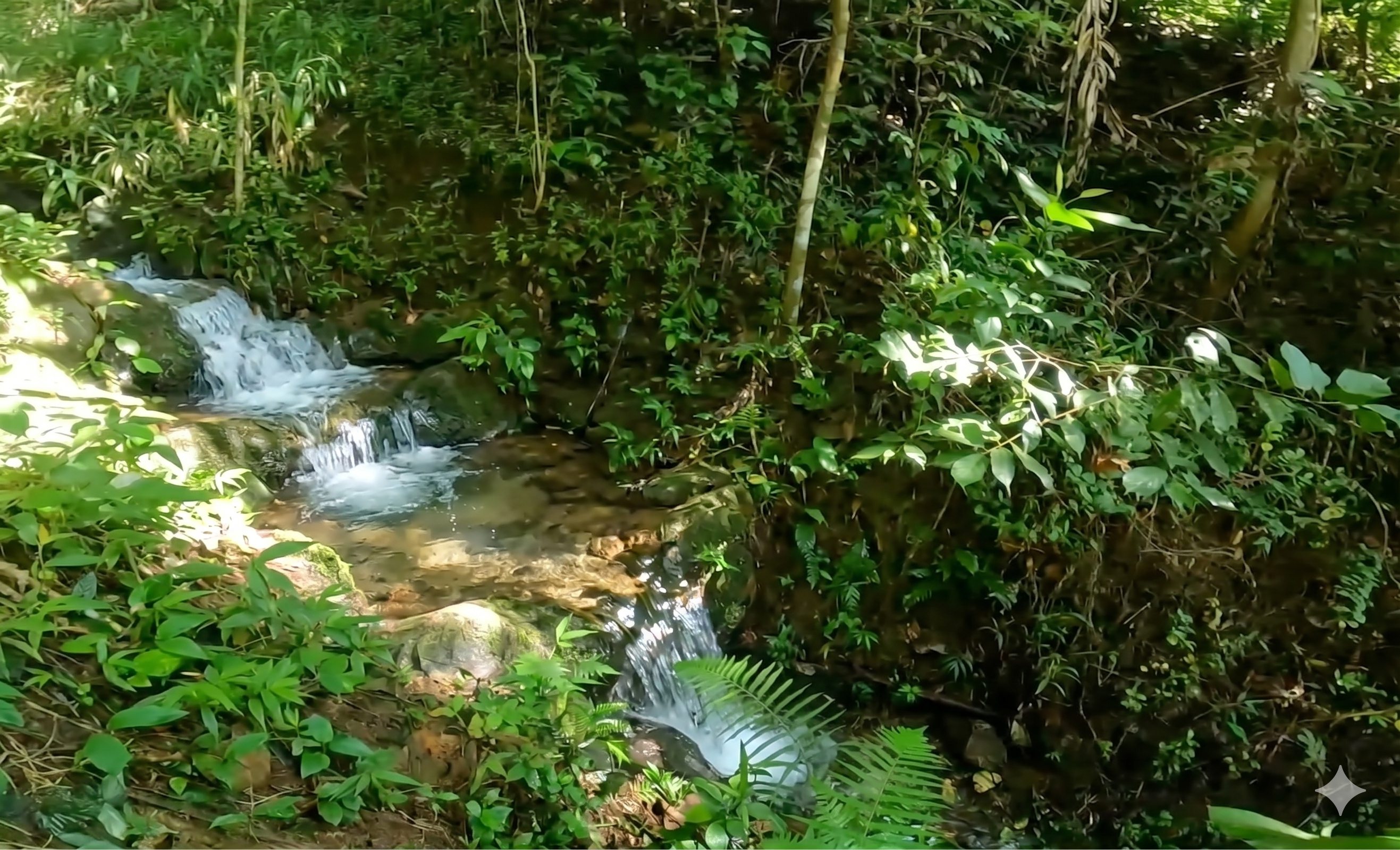Natural spring water cascading through green forest vegetation